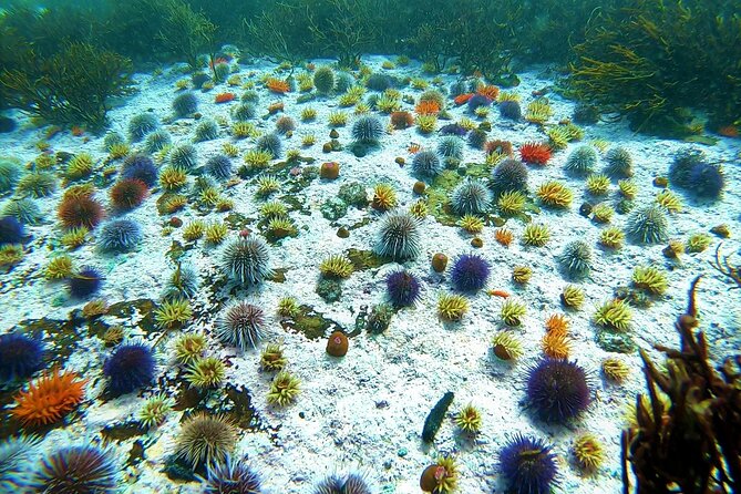 Kelp Forest Snorkeling in Cape Town - Expectations and Participation