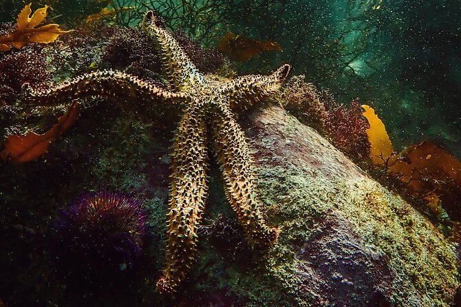 Kelp Forest Snorkeling in Cape Town - Memorable Experiences