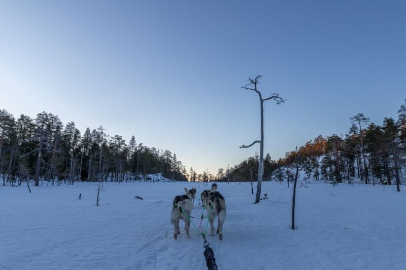 Kemi: Sleddog Husky Safari Incl. Hot Drink - Activity Description