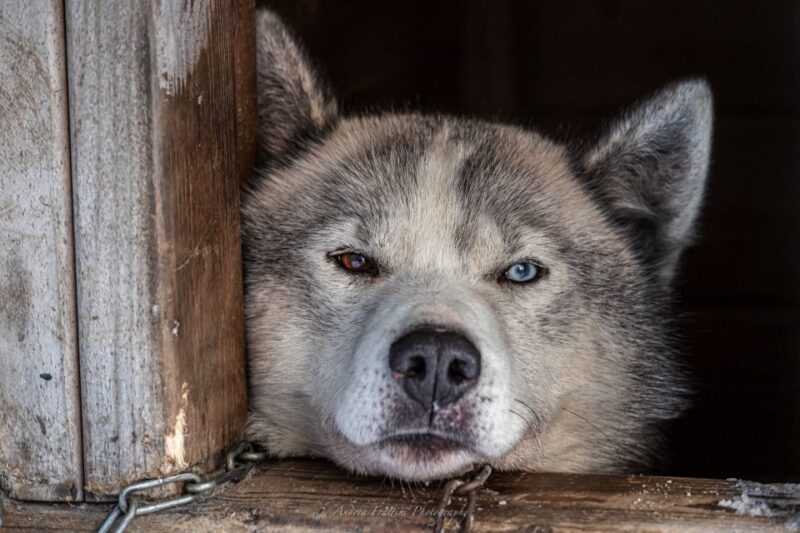Kemi: Sleddog Husky Safari Incl. Hot Drink - Inclusions and Exclusions