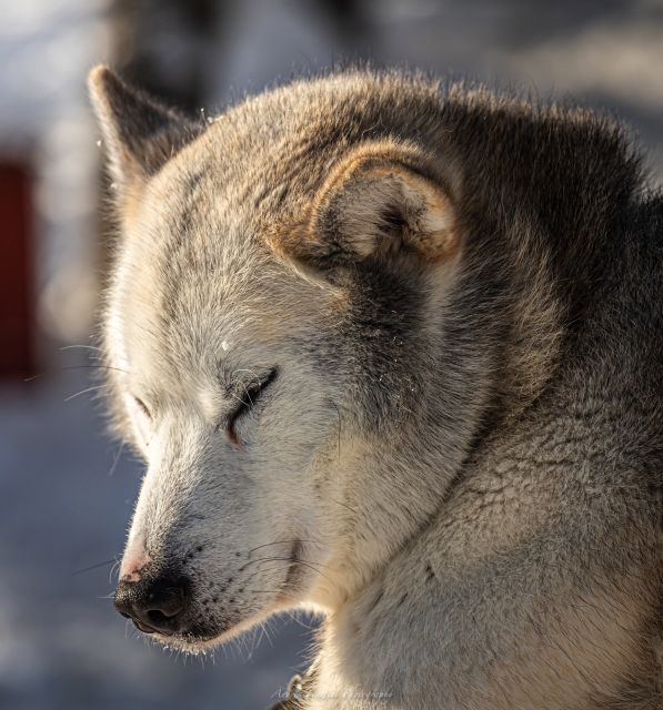 Kemi: Sleddog Husky Safari Incl. Hot Drink - Safety and Restrictions