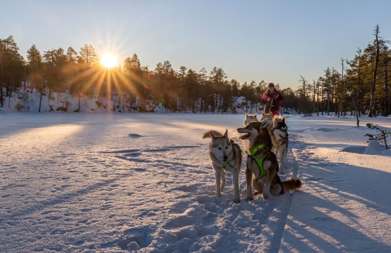 Kemi: Sleddog Husky Safari Incl. Hot Drink - Pickup and Drop-off
