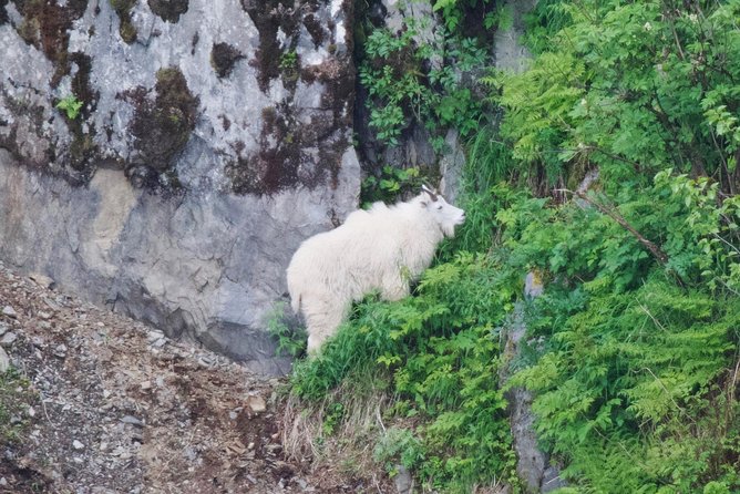 Kenai Fjords and Resurrection Bay Half-Day Wildlife Cruise - Just The Basics
