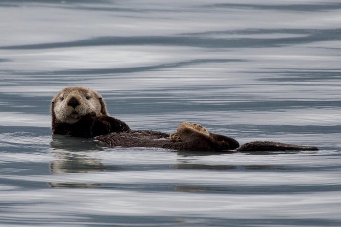 Kenai Fjords and Resurrection Bay Half-Day Wildlife Cruise - Stunning Glacial Landscapes