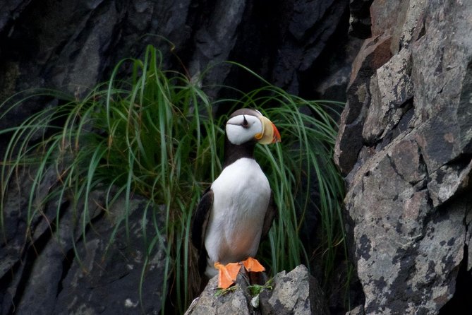 Kenai Fjords and Resurrection Bay Half-Day Wildlife Cruise - Knowledgeable Crew and Informative Narration