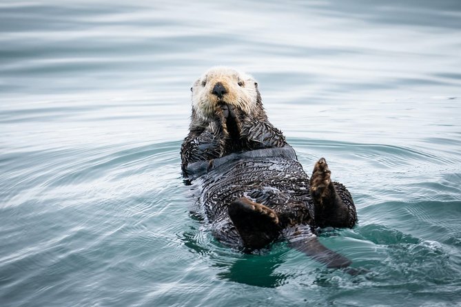 Kenai Fjords National Park Glacier & Wildlife Cruise - Just The Basics