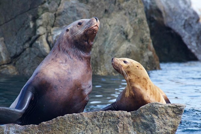 Kenai Fjords National Park Glacier & Wildlife Cruise - Meeting and Pickup