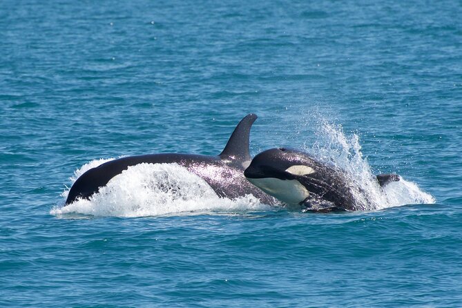 Kenai Fjords National Park Glacier & Wildlife Cruise - Additional Information
