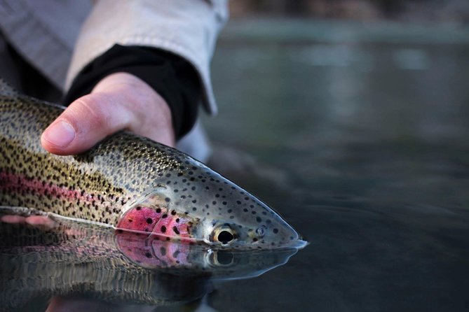 Kenai River Fishing Charter - Overview of the Kenai River Fishing Charter