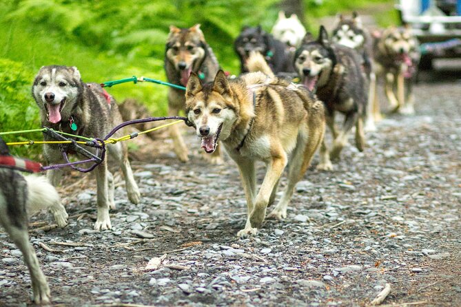 Kennel Tour and Dog Sled Ride - Activities Included