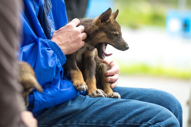 Kennel Tour and Dog Sled Ride - Sled Ride Experience