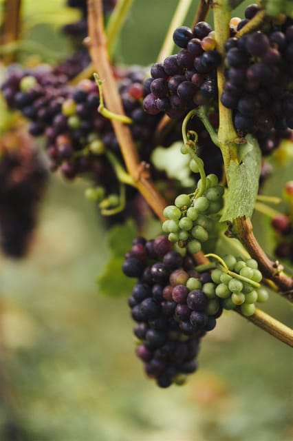 Kent: Squerryes Wine Tour and Tasting - Frequently Asked Questions