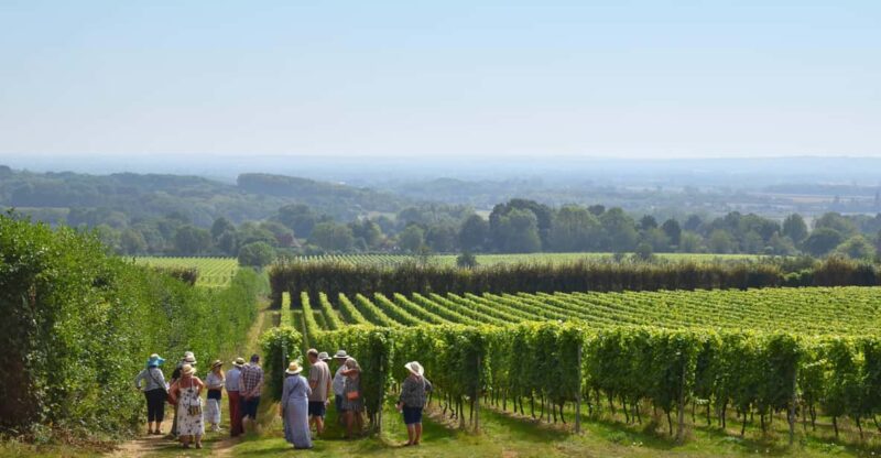 Kent: Yotes Court Vineyard Tour and Tasting - Experience Highlights