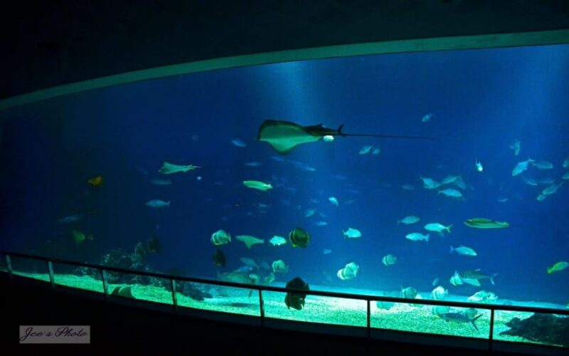 Kenting: National Museum of Marine Biology & Aquarium - Immersive Underwater Coral Tunnel