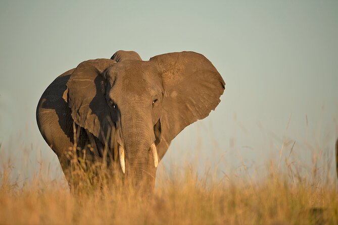Kenya Safari: Amboseli, Lake Naivasha & Masai Mara - Traveler Reviews