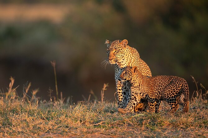 Kenya Safari: Amboseli, Lake Naivasha & Masai Mara - Booking and Cancellation