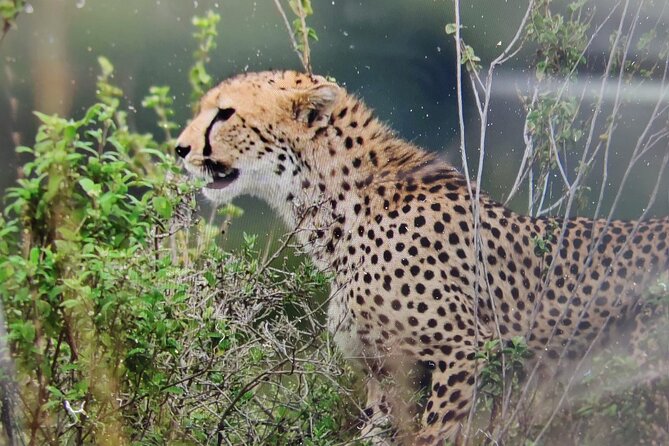 Kenyan Safaris - Key Points