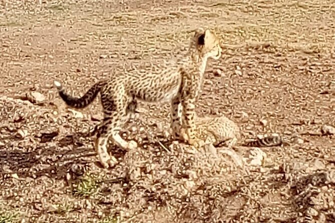 Kenyan Safaris - What to Expect on the Safari