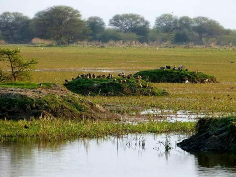 Keoladeo National Park Tickets and Guided Tour - The Value Equation: Price, Convenience, and Experience