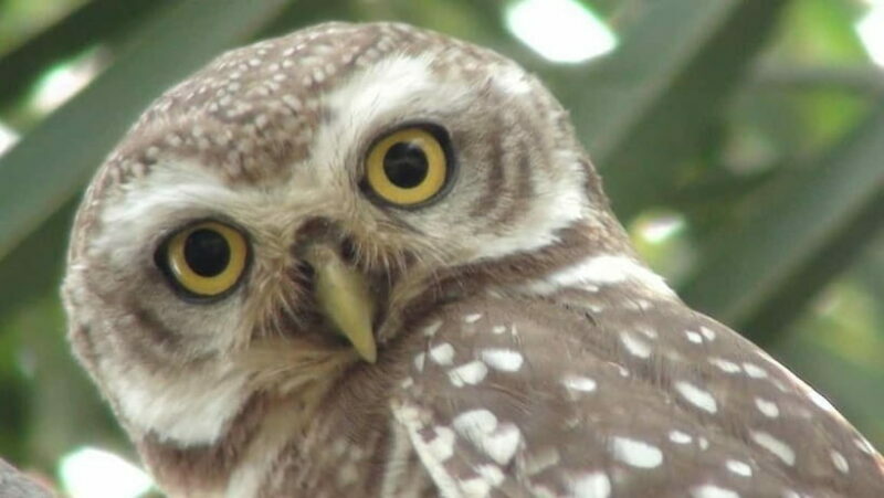 Keoladeo National Park Tickets and Guided Tour - Who Should Consider This Tour?
