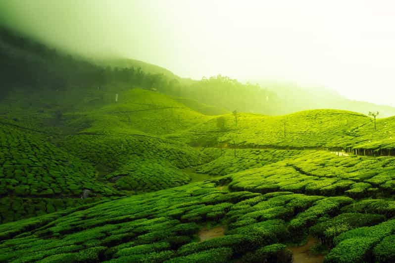 Kerala by Car & Driver: 9 Day Tour With Houseboat Stay - Itinerary Highlights
