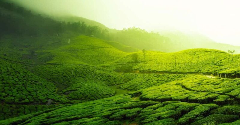 Kerala by Car & Driver: 9 Day Tour With Houseboat Stay - Scenic Drive to Munnar
