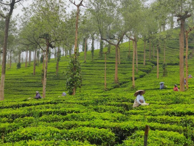 KERALA HILLS & BACKWATERS - 5 NIGHTS / 6 DAYS - Alleppey/Kumarakom (Day 5)