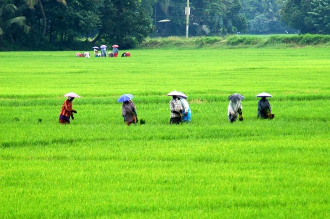 KERALA HILLS & BACKWATERS - 5 NIGHTS / 6 DAYS - Departure (Day 6)