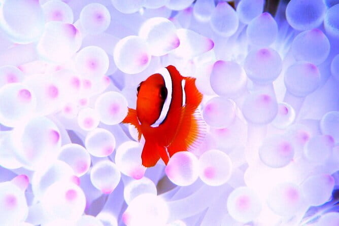 Kerama Islands Experience Dive/Snorkeling/Whale Watching Service - Key Points