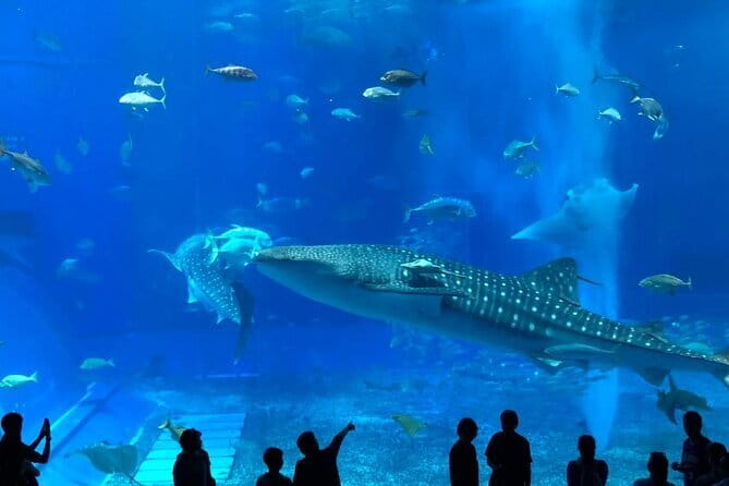 Kerama Islands Experience Dive/Snorkeling/Whale Watching Service - Booking Information and Cancellation Policy