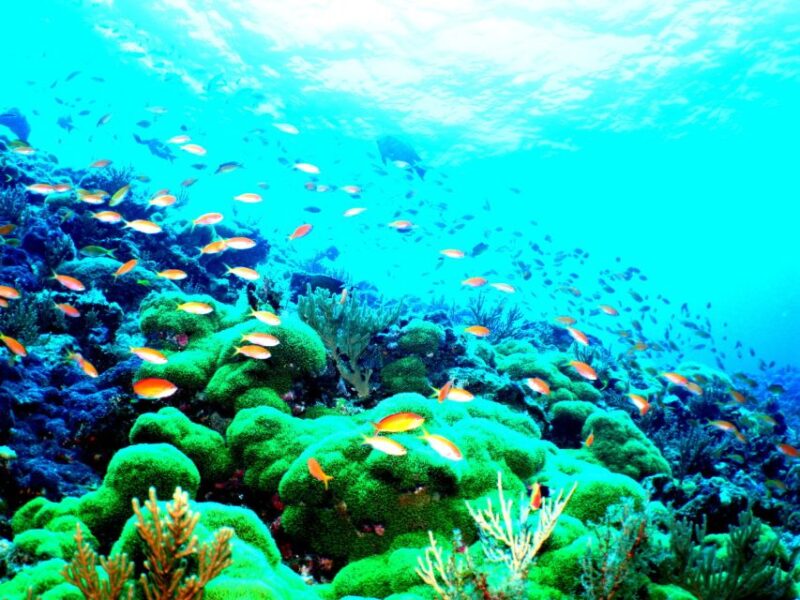 Kerama Islands National Park 2 Boat Fan Diving (With Rental) - Key Points
