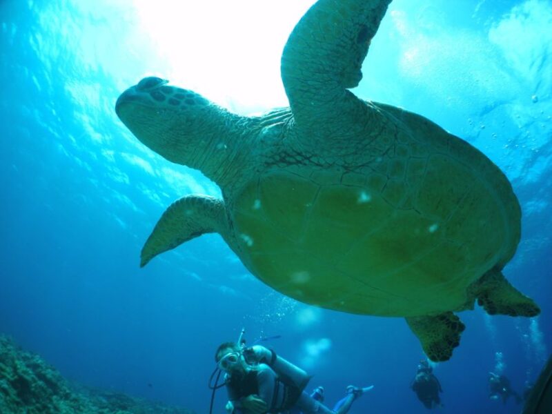 Kerama Islands National Park 2 Boat Fan Diving (With Rental) - Restrictions and Requirements