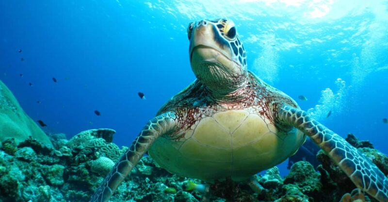 Kerama Islands National Park Experience Diving + Snorkeling - Key Points