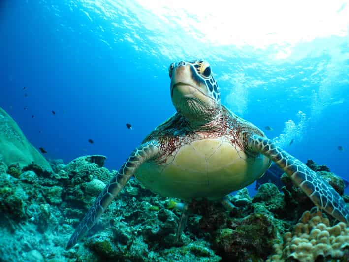 Kerama Islands National Park Experience Diving + Snorkeling - Pricing and Booking
