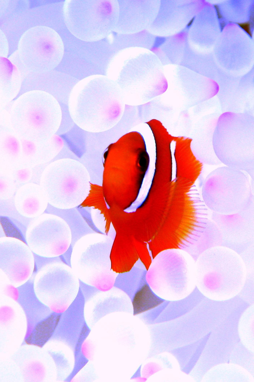 Kerama Islands National Park Experience Diving + Snorkeling - Activity Details