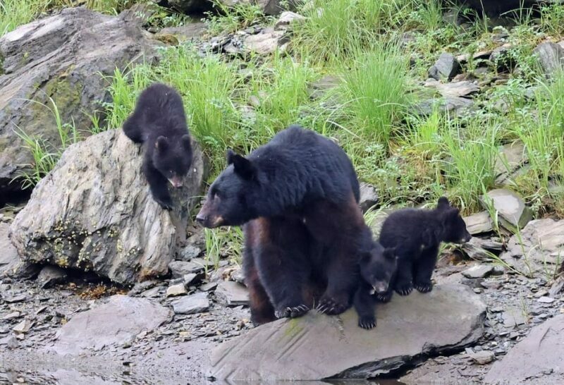 Ketchikan: Alaska Native Cultural and Scenic Shore Excursion - Who Will Love This Tour?