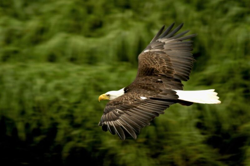 Ketchikan: Alaska Rainforest Sanctuary and Totem Park Walk - Customer Reviews and Meeting Point