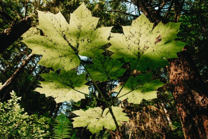Ketchikan: Alaska Rainforest Sanctuary and Totem Park Walk - Spotting Wildlife in Nature