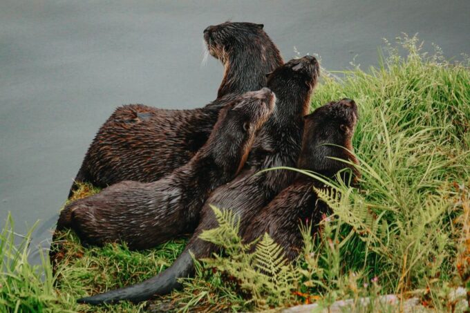 Ketchikan: Alaska Rainforest Sanctuary and Totem Park Walk - Visiting Totem Collection and Sawmill
