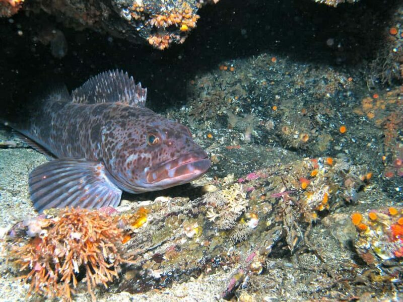 Ketchikan, Alaska: The Mountain Point Snorkeling Adventure - The Setting: Mountain Point’s Unique Marine Environment