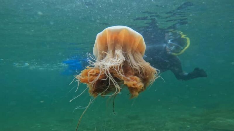 Ketchikan, Alaska: The Mountain Point Snorkeling Adventure - What Makes Mountain Point Special?