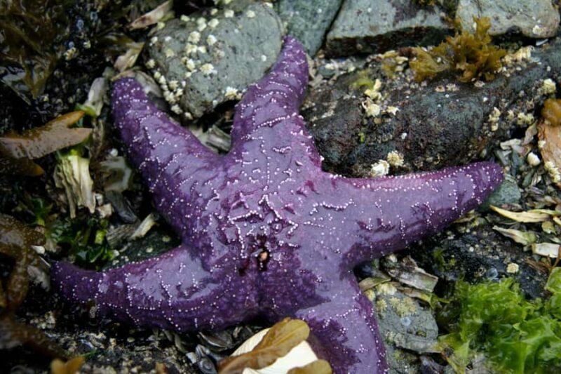 Ketchikan, Alaska: The Mountain Point Snorkeling Adventure - Pricing and Value