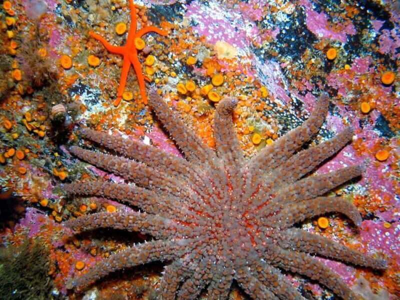 Ketchikan, Alaska: The Mountain Point Snorkeling Adventure - Who Should Consider This Tour?