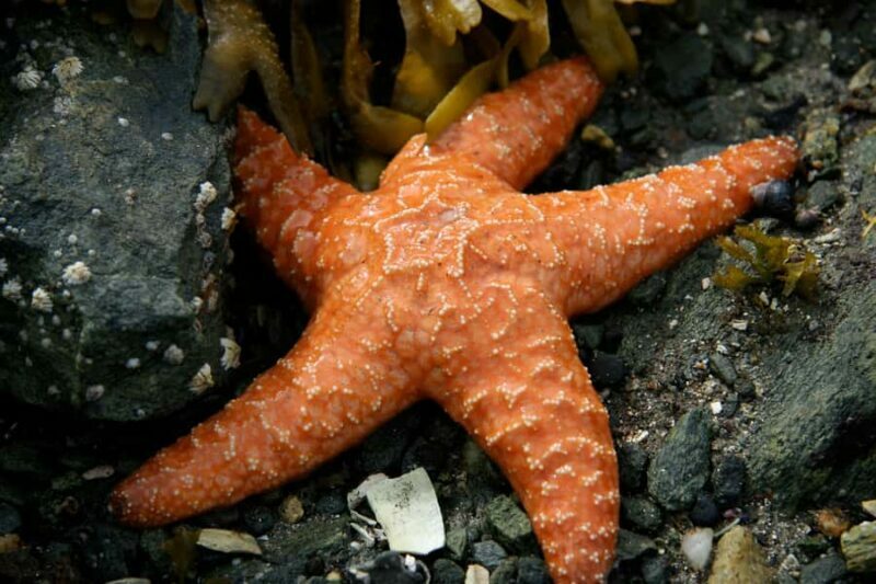 Ketchikan, Alaska: The Mountain Point Snorkeling Adventure - FAQs