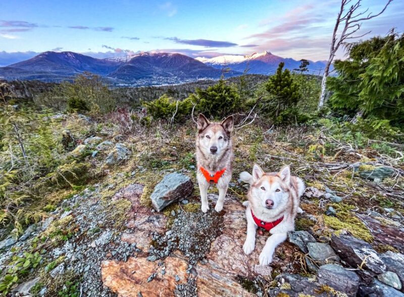 Ketchikan: Husky Walking Tour - Pricing and Cancellation