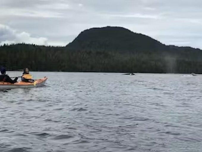 Ketchikan: Kayak Eco-Tour - Kayaking Gear