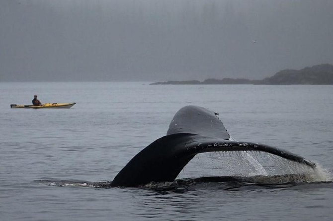Ketchikan Kayak Eco-Tour - Personalized Small-Group Kayaking Experience