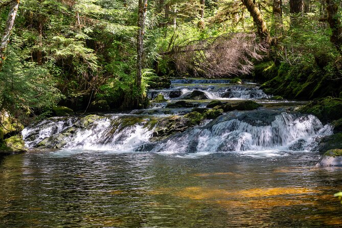 Ketchikan Magical Old-Growth Creek Trek Guided Tour - Group Size and Accessibility