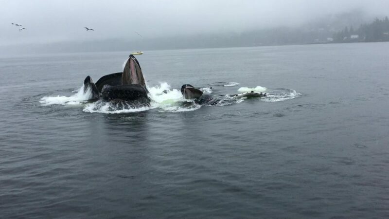 Ketchikan: Marine Wildlife and Whale Watching Boat Tour - Final Thoughts: Is This Tour Worth It?