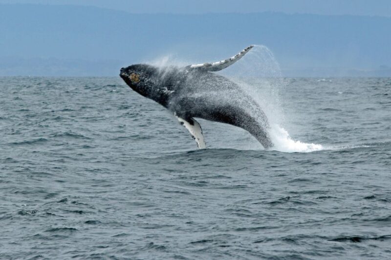 Ketchikan: Marine Wildlife and Whale Watching Boat Tour - Accessibility and Important Information